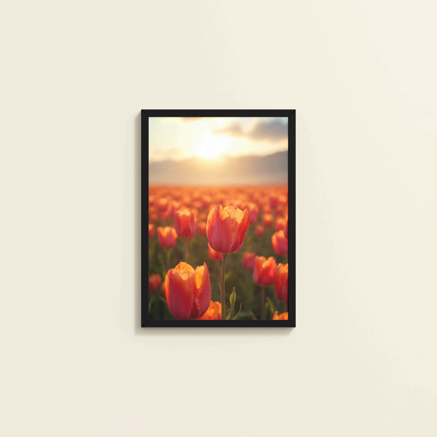 Wall View of Tulip Flowers Fields with Sunlit in Wall Art Frame in Black Color Frame