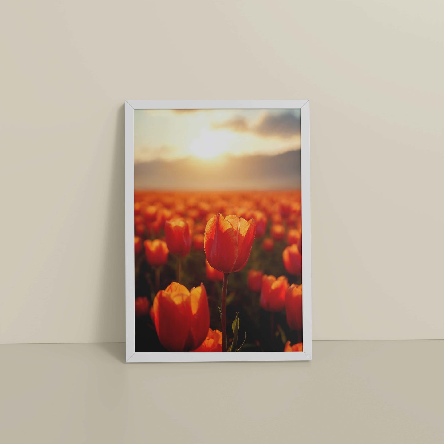 Floor View of Tulip Flowers Fields with Sunlit in Wall Art Frame in White Color Frame