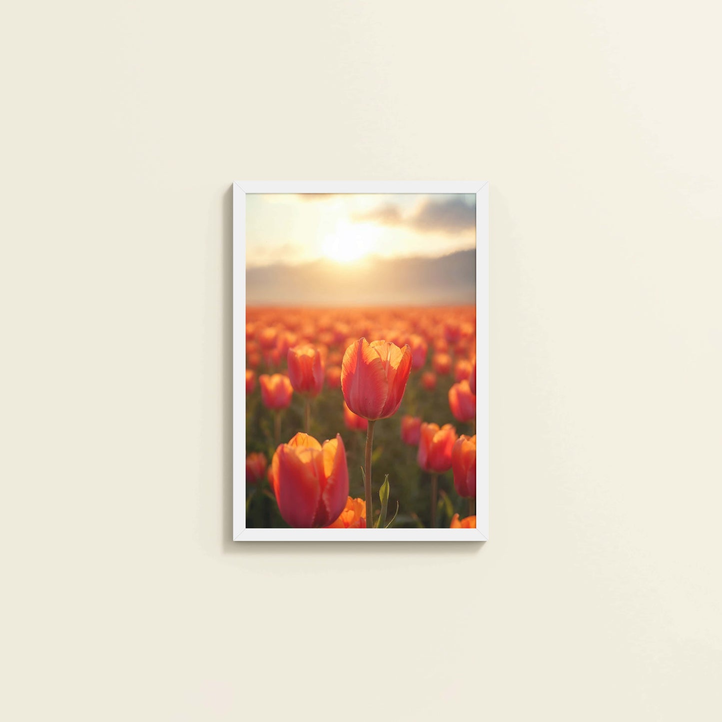 Wall View of Tulip Flowers Fields with Sunlit in Wall Art Frame in White Color Frame