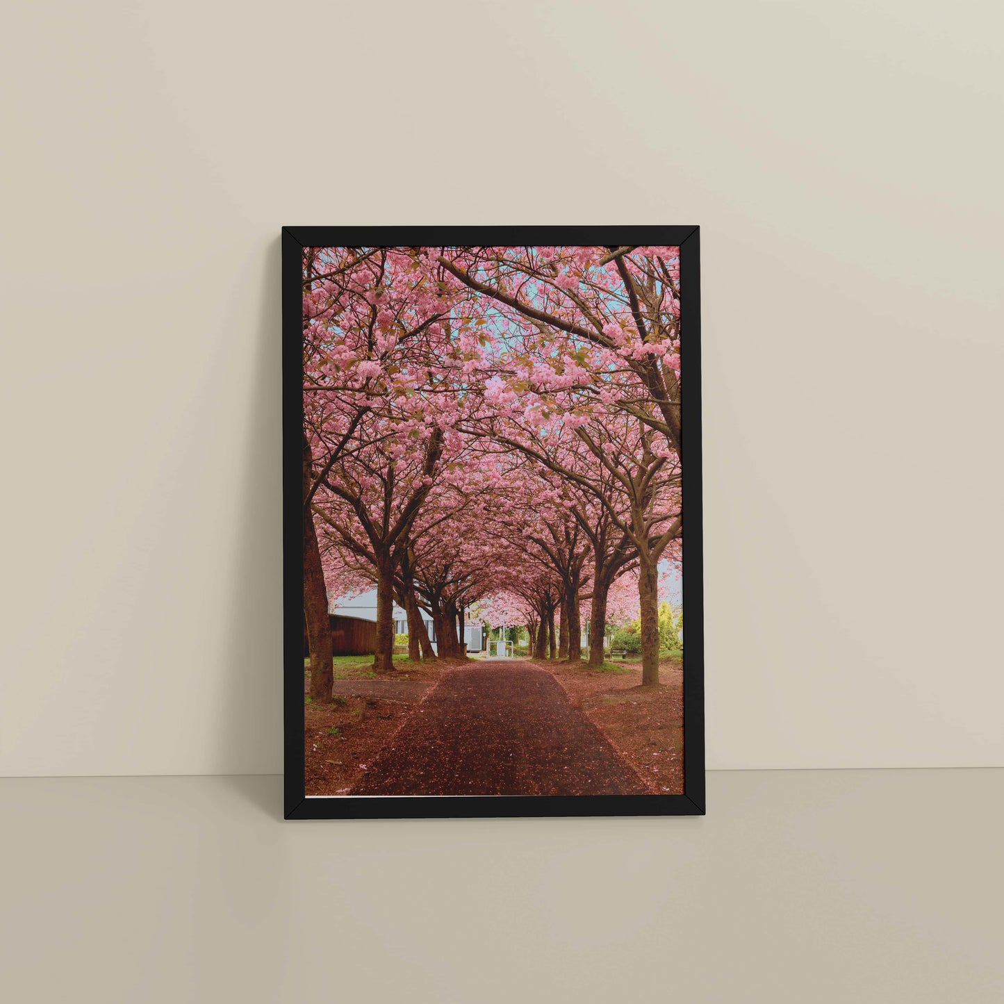 Floor View of Blossom on Path – Pink Flower Trees in Wall Art Frame in Black Color Frame