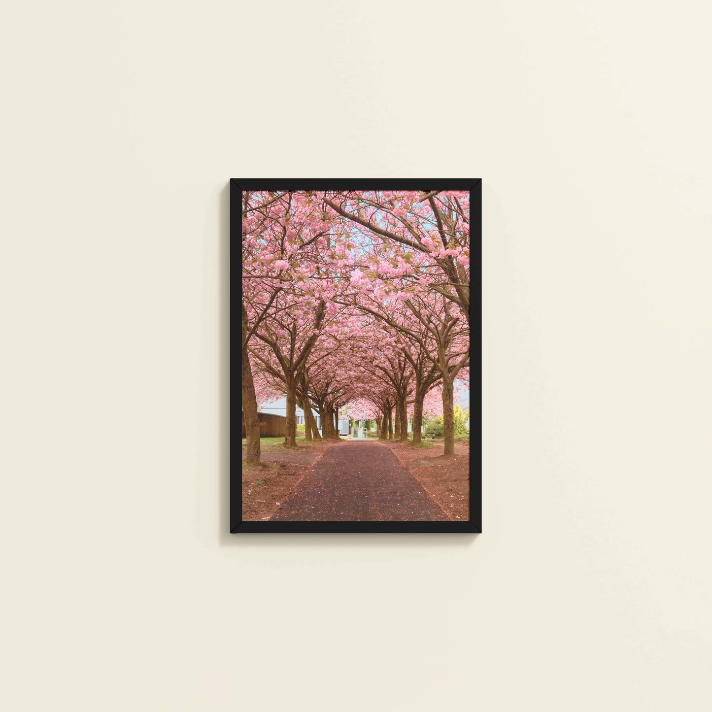 Wall View of Blossom on Path – Pink Flower Trees in Wall Art Frame in Black Color Frame