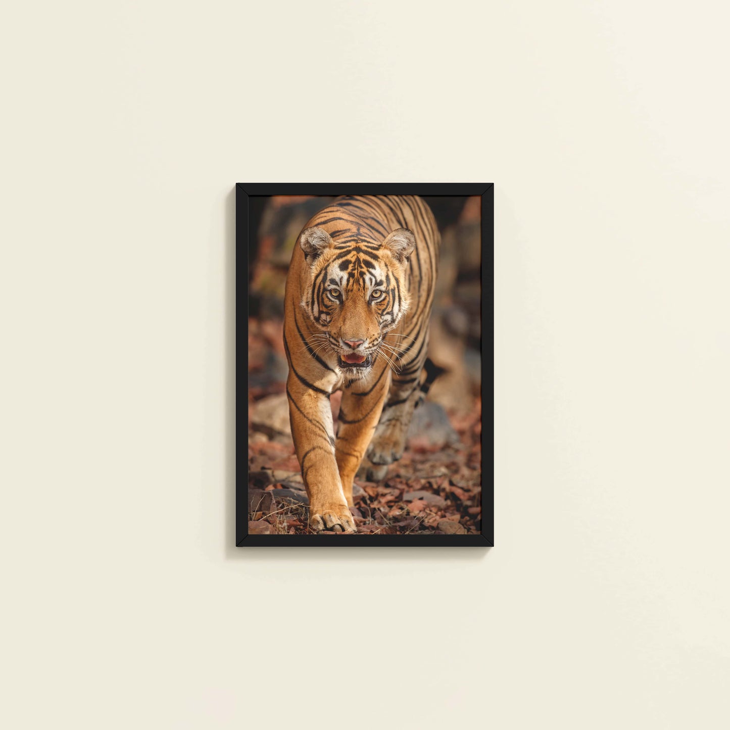 Wall View of Tiger Gaze – Fierce Jungle Wall Photo Frame in Black Color Frame