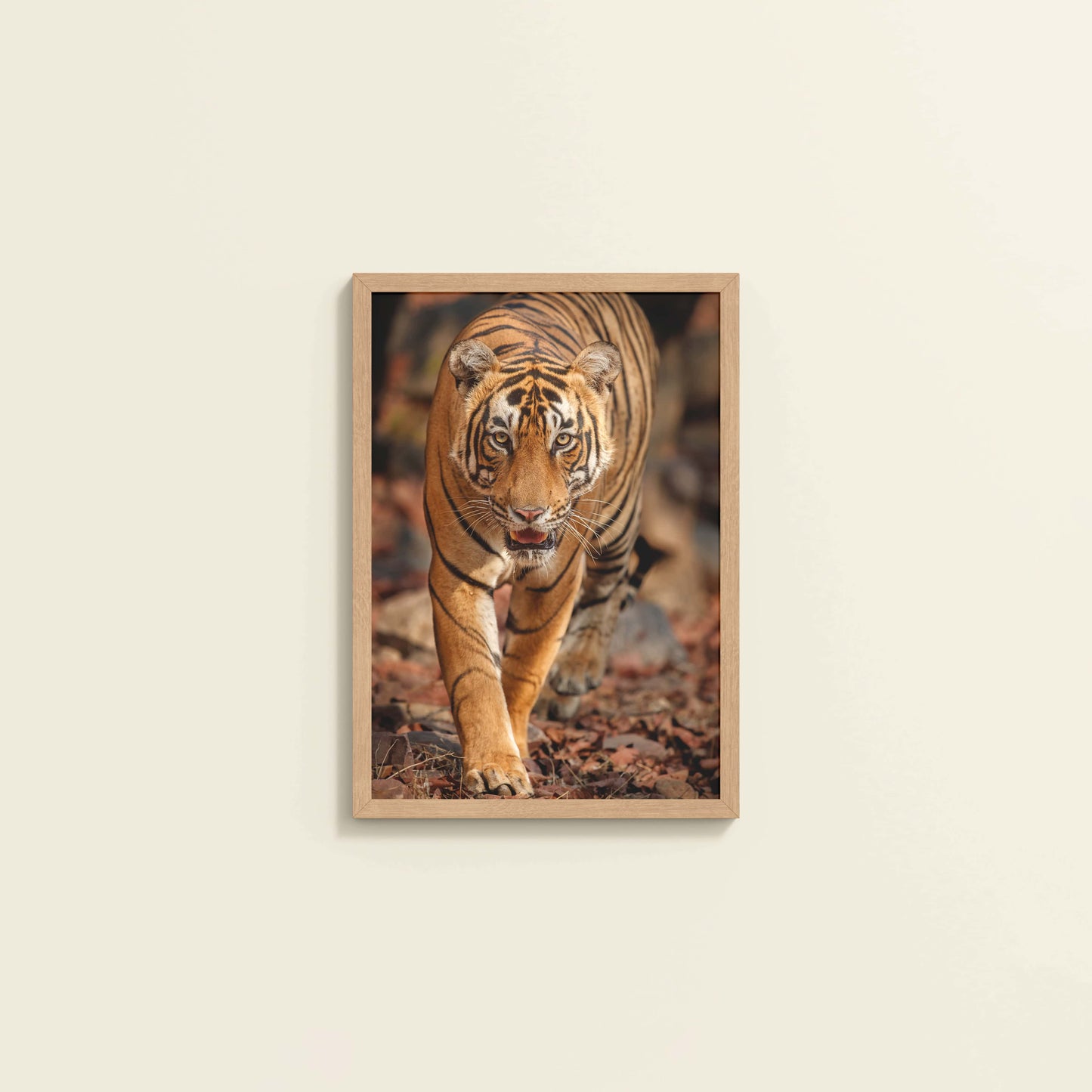 Wall View of Tiger Gaze – Fierce Jungle Wall Photo Frame in Natrual Color Frame