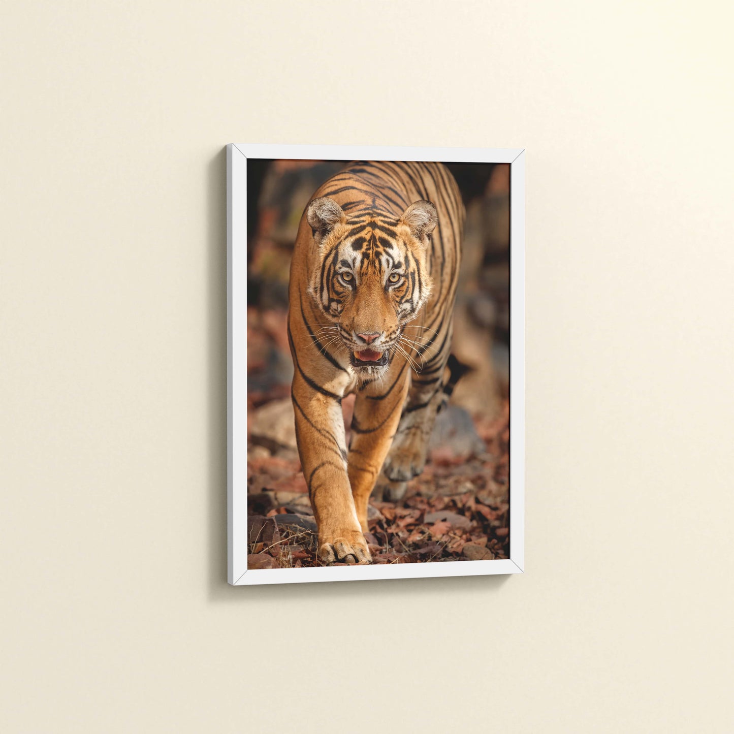 Side View of Tiger Gaze – Fierce Jungle Wall Photo Frame in White Color Frame