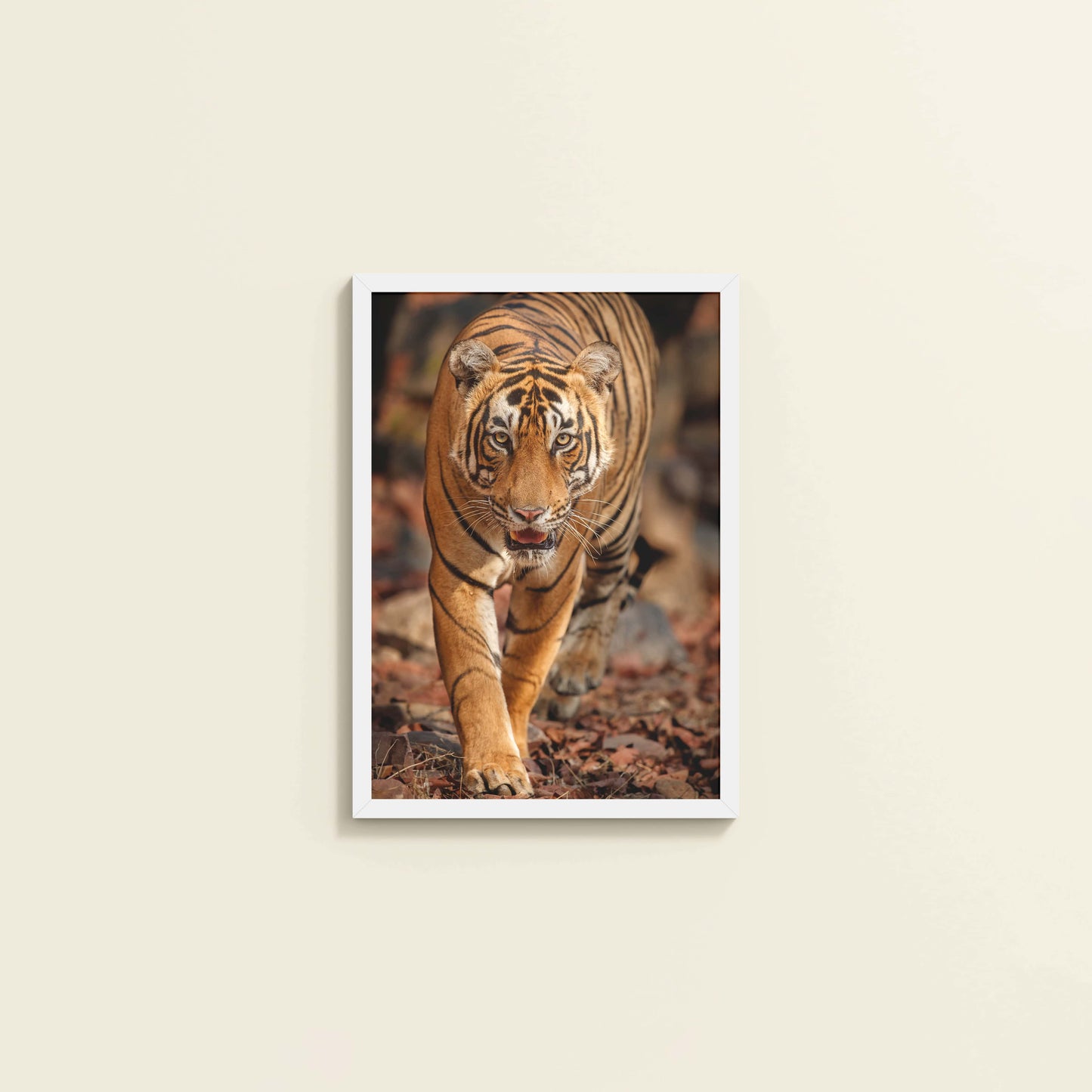 Wall View of Tiger Gaze – Fierce Jungle Wall Photo Frame in White Color Frame
