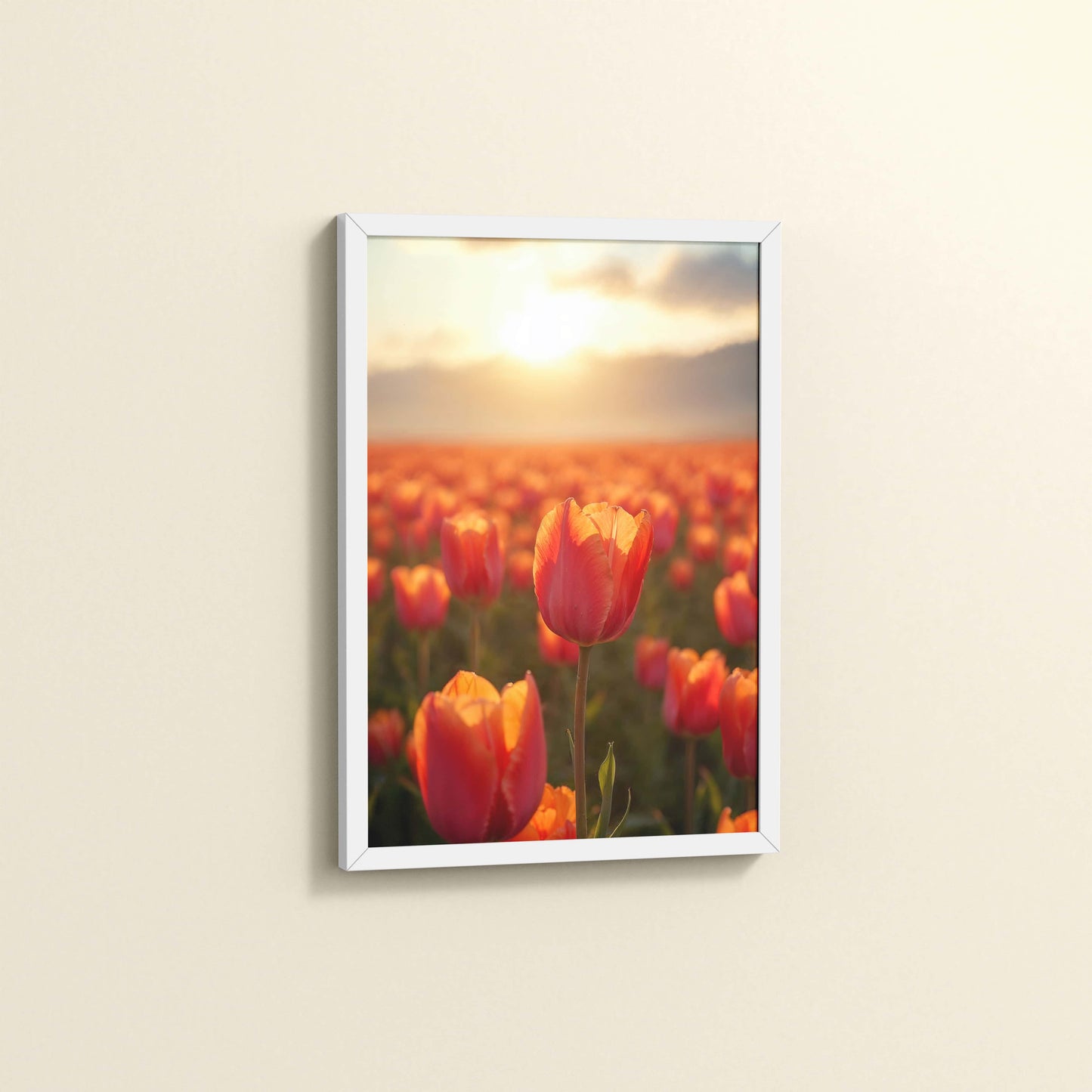 Side View of Tulip Flowers Fields with Sunlit in Wall Art Frame in White Color Frame