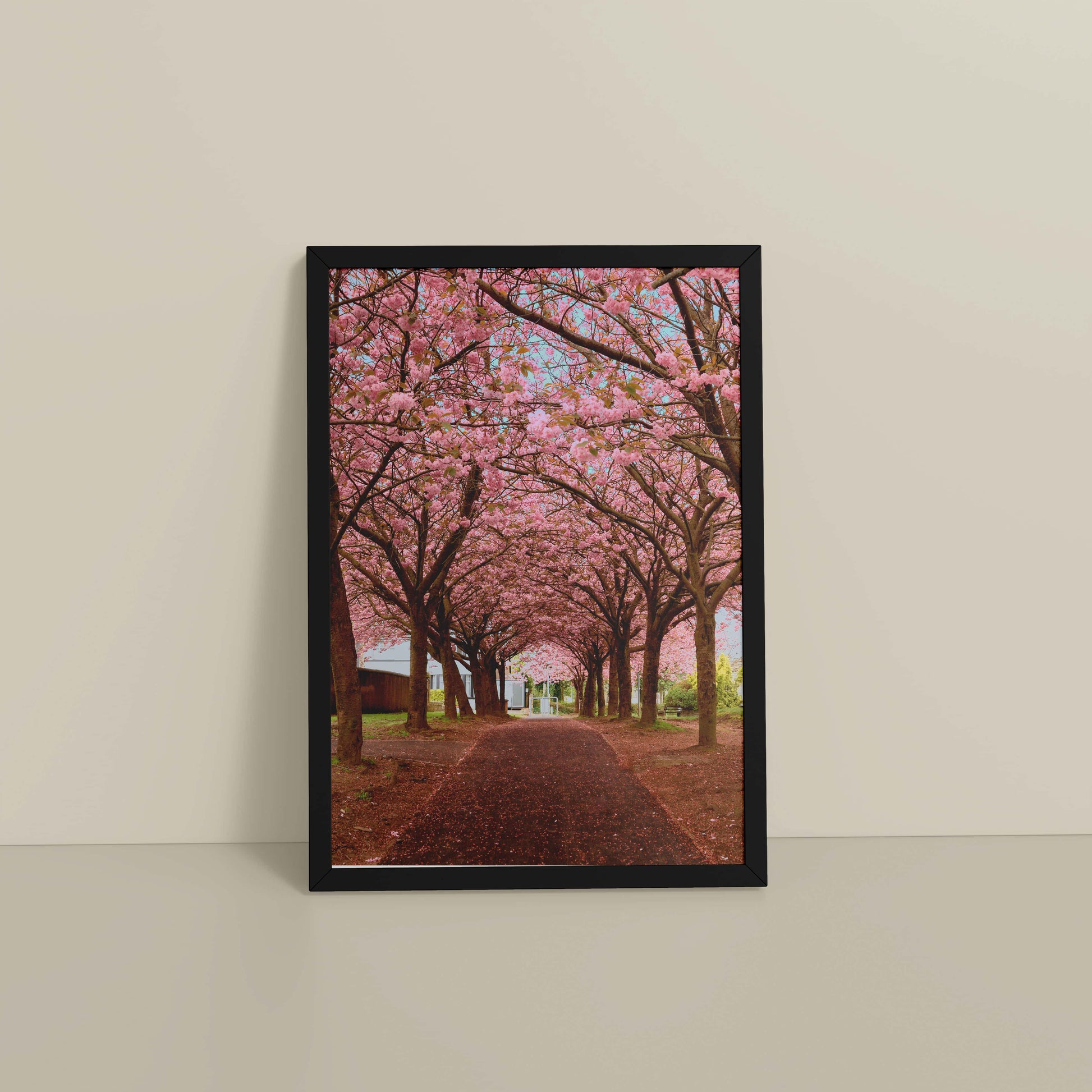 Floor View of Blossom on Path – Pink Flower Trees in Wall Art Frame in Black Color Frame