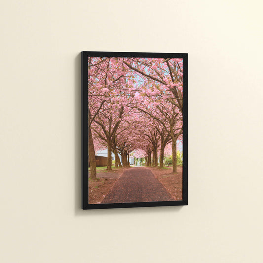 Side View of Blossom on Path – Pink Flower Trees in Wall Art Frame in Black Color Frame