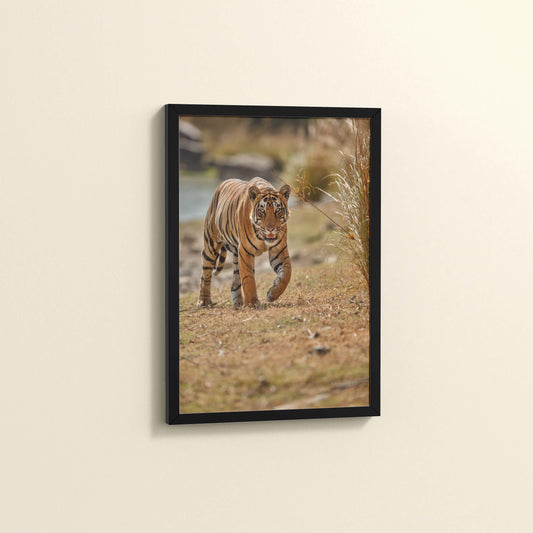 Side View of Wild Majesty – Bengal Tiger in Forest Wall Decor in Black Color Frame