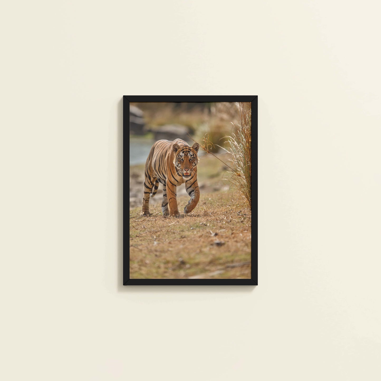 Wall View of Wild Majesty – Bengal Tiger in Forest Wall Decor in Black Color Frame