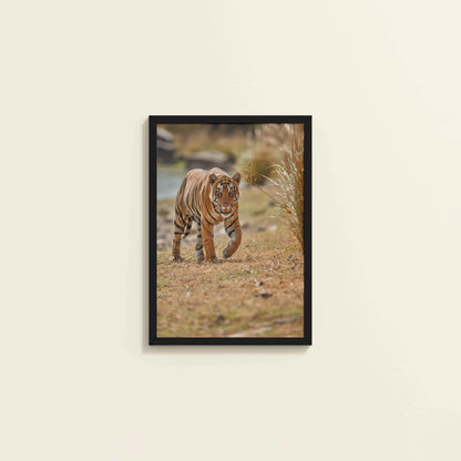 Wall View of Wild Majesty – Bengal Tiger in Forest Wall Decor in Black Color Frame