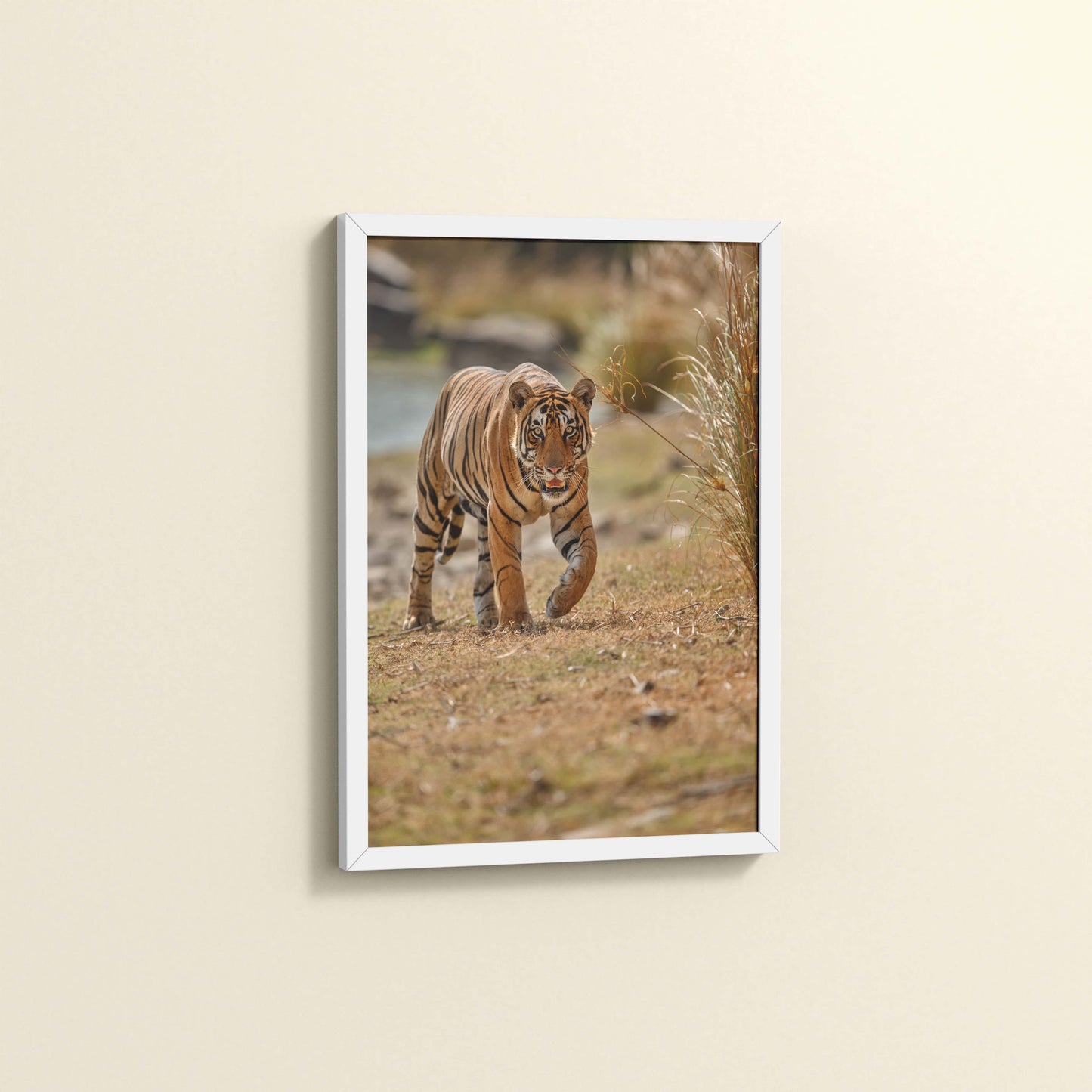 Side View of Wild Majesty – Bengal Tiger in Forest Wall Decor in White Color Frame