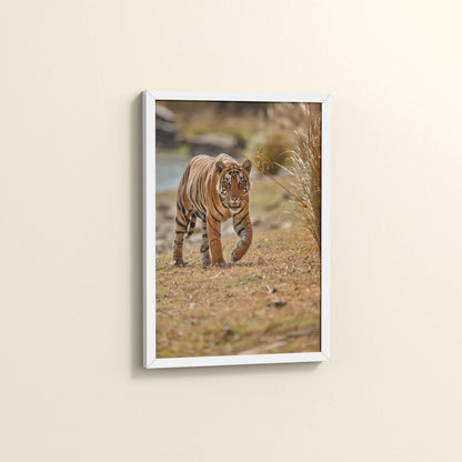Side View of Wild Majesty – Bengal Tiger in Forest Wall Decor in White Color Frame