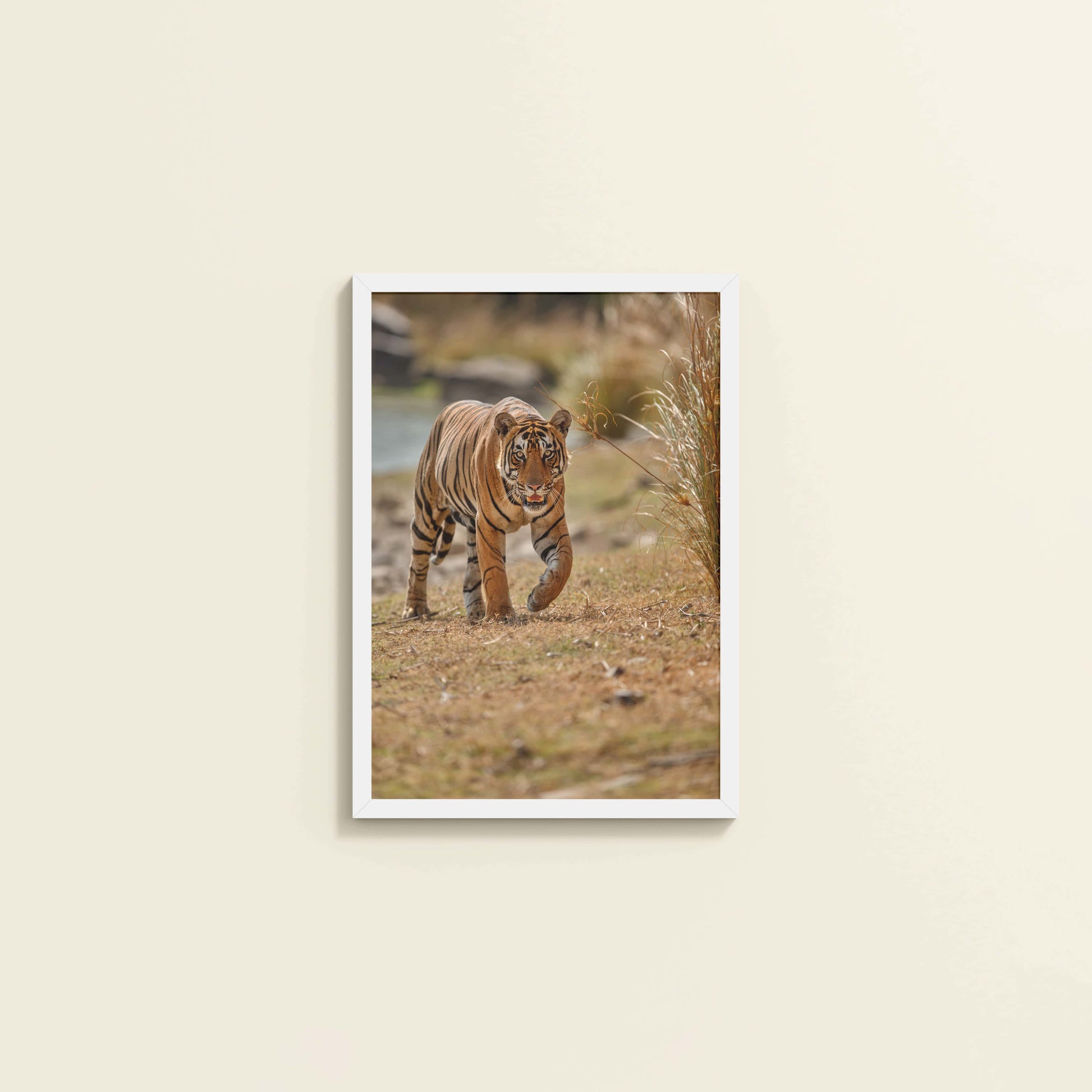 Wall View of Wild Majesty – Bengal Tiger in Forest Wall Decor in White Color Frame