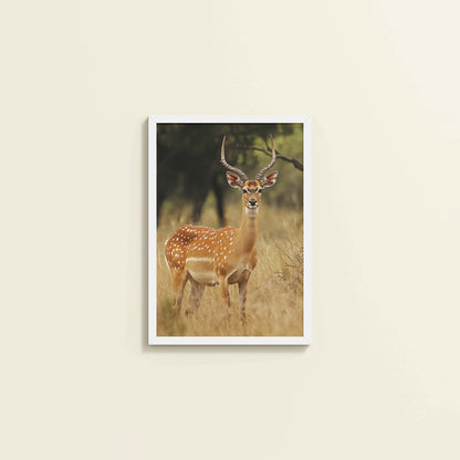 Wall View of Grace of the Wild – Deer in Wildlife Wall Photo Frame in White Color Frame