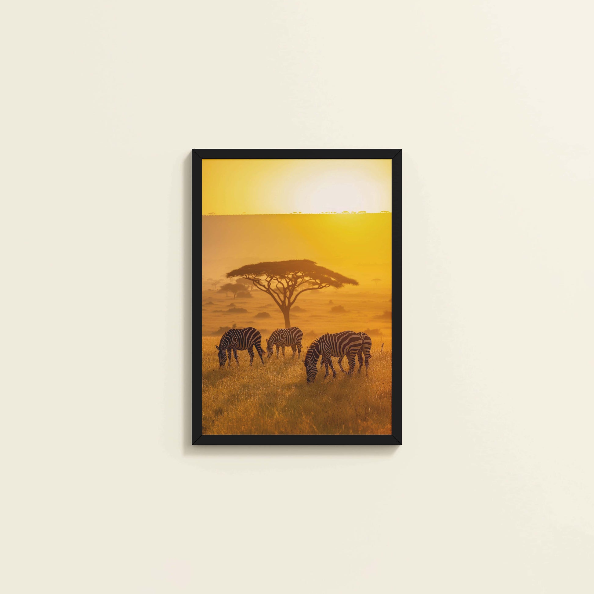 Wall View of Zebras in Safari – Wildlife Wall Art Decor in Black Color Frame