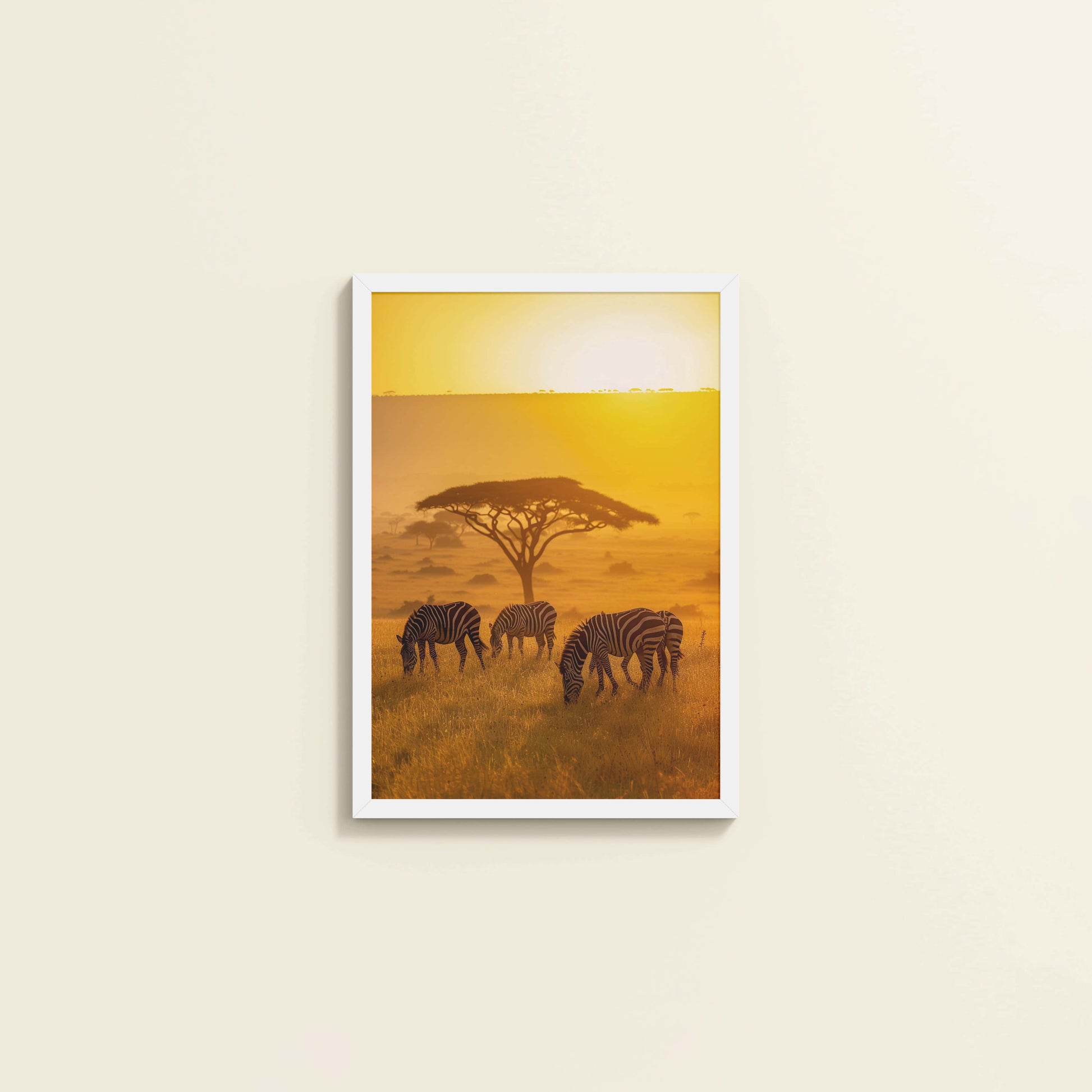 Wall View of Zebras in Safari – Wildlife Wall Art Decor in White Color Frame