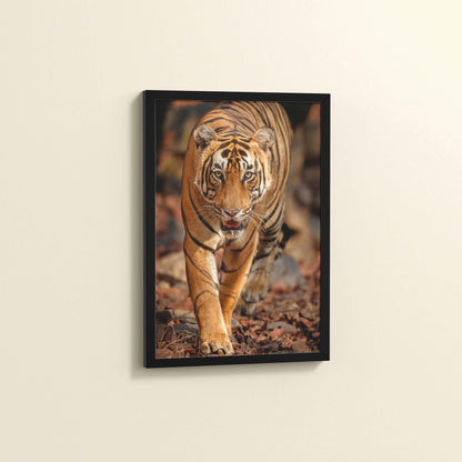 Side View of Tiger Gaze – Fierce Jungle Wall Photo Frame in Black Color Frame