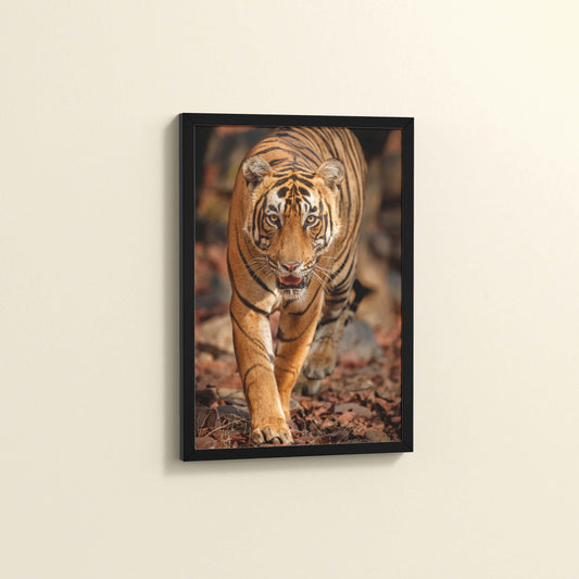 Side View of Tiger Gaze – Fierce Jungle Wall Photo Frame in Black Color Frame