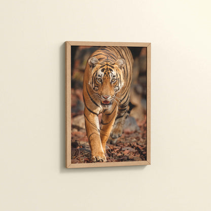 Side View of Tiger Gaze – Fierce Jungle Wall Photo Frame in Natrual Color Frame