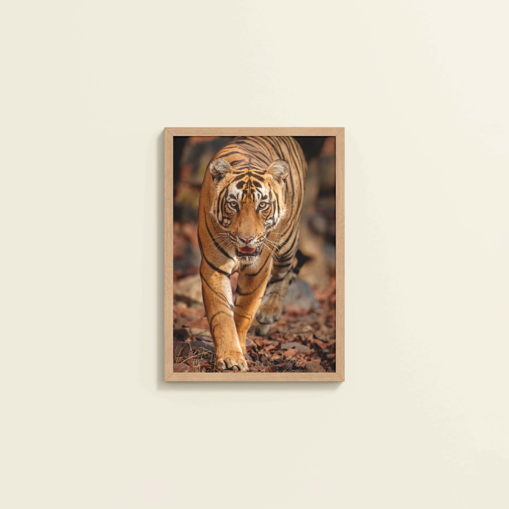 Wall View of Tiger Gaze – Fierce Jungle Wall Photo Frame in Natrual Color Frame